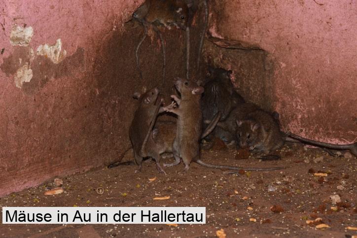 Mäuse in Au in der Hallertau